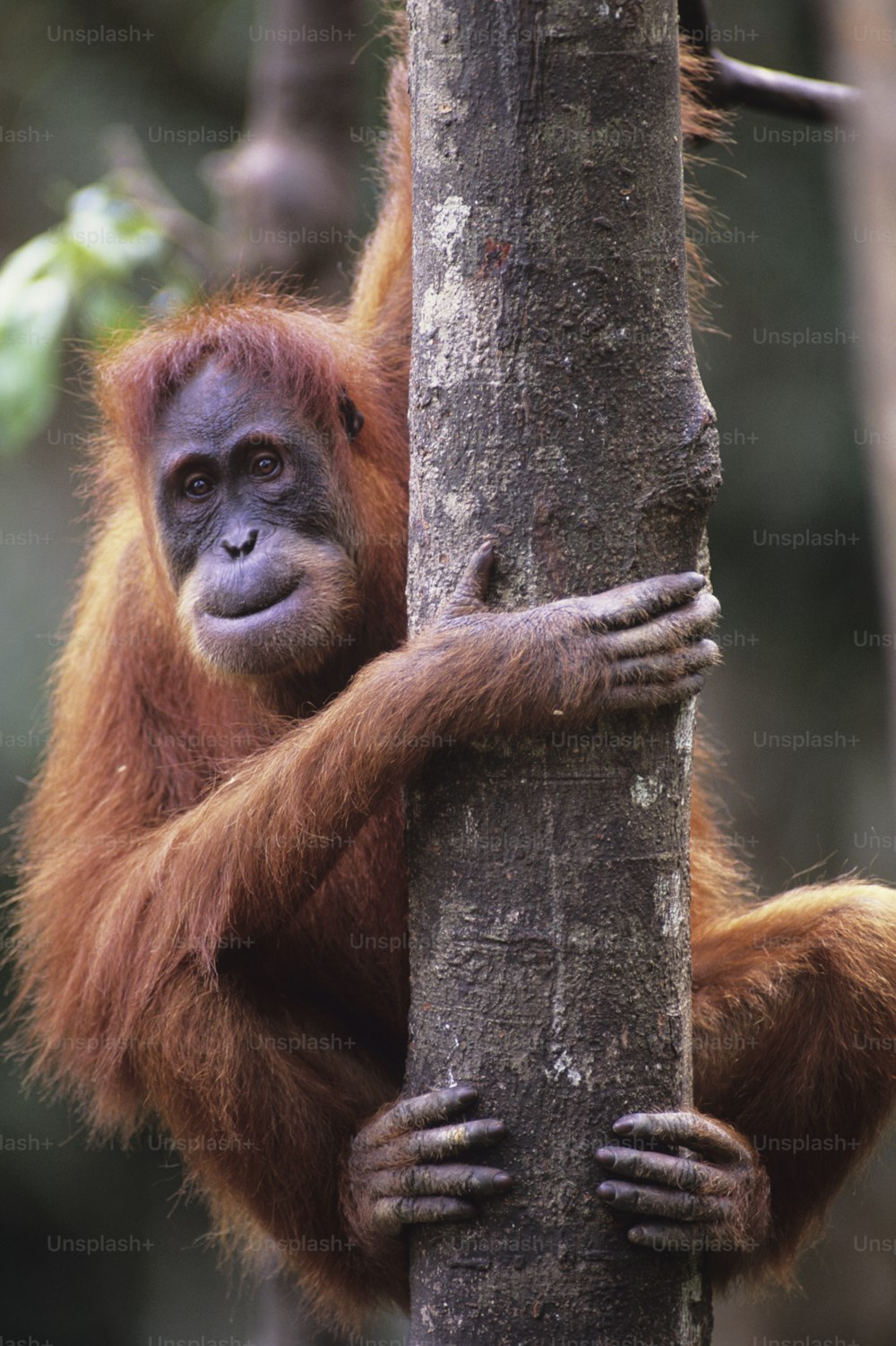 Ein Oranguel, der an einem Baum in einem Wald hängt