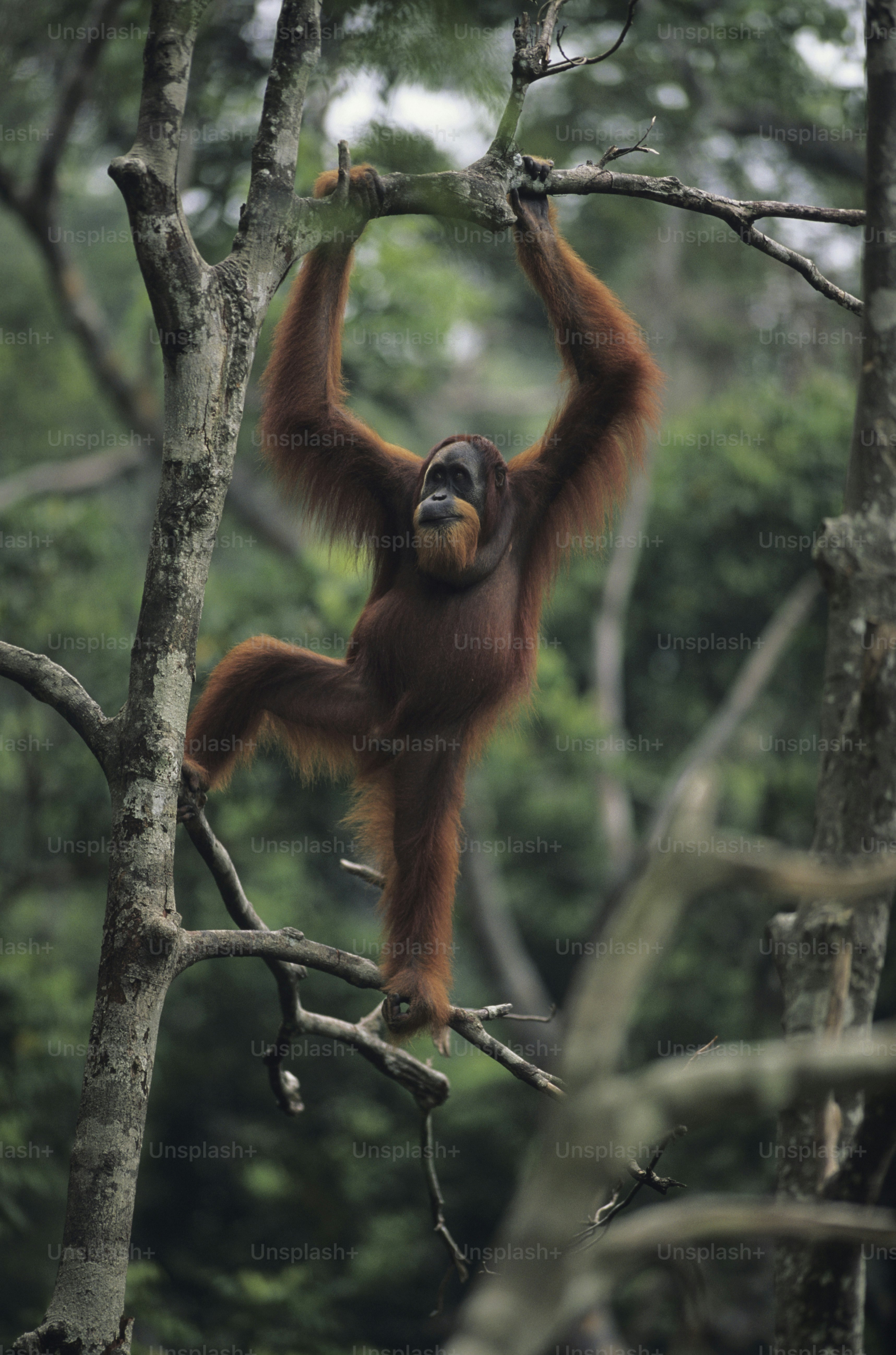 an oranguel hanging from a tree branch in a forest