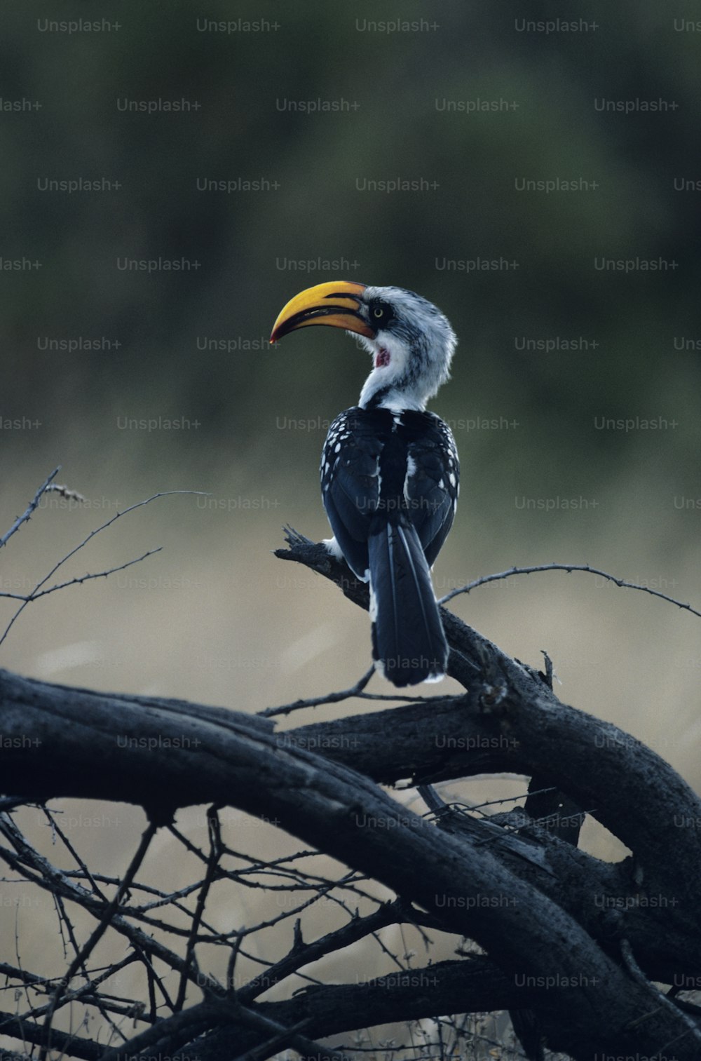 um pássaro sentado em cima de um galho de árvore