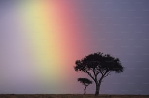 a lone tree in a field with a rainbow in the background