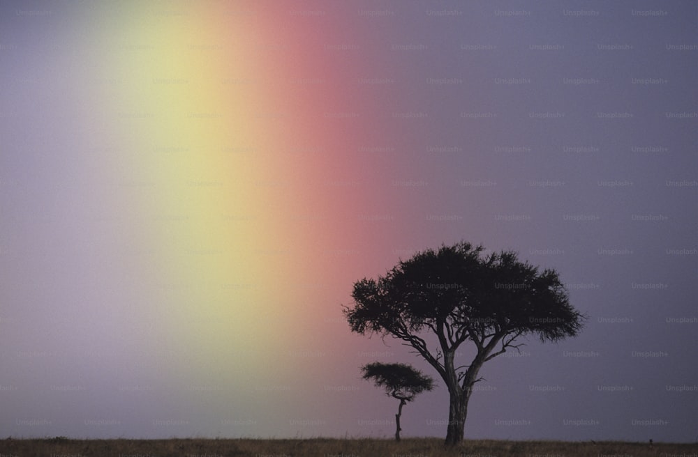 a lone tree in a field with a rainbow in the background