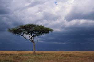 a lone tree in a field under a cloudy sky