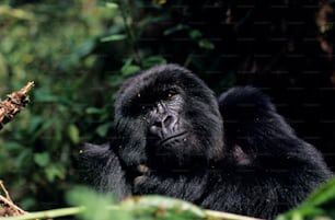 a close up of a gorilla in a forest