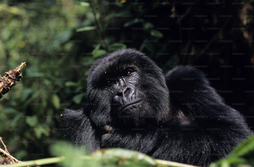 a close up of a gorilla in a forest