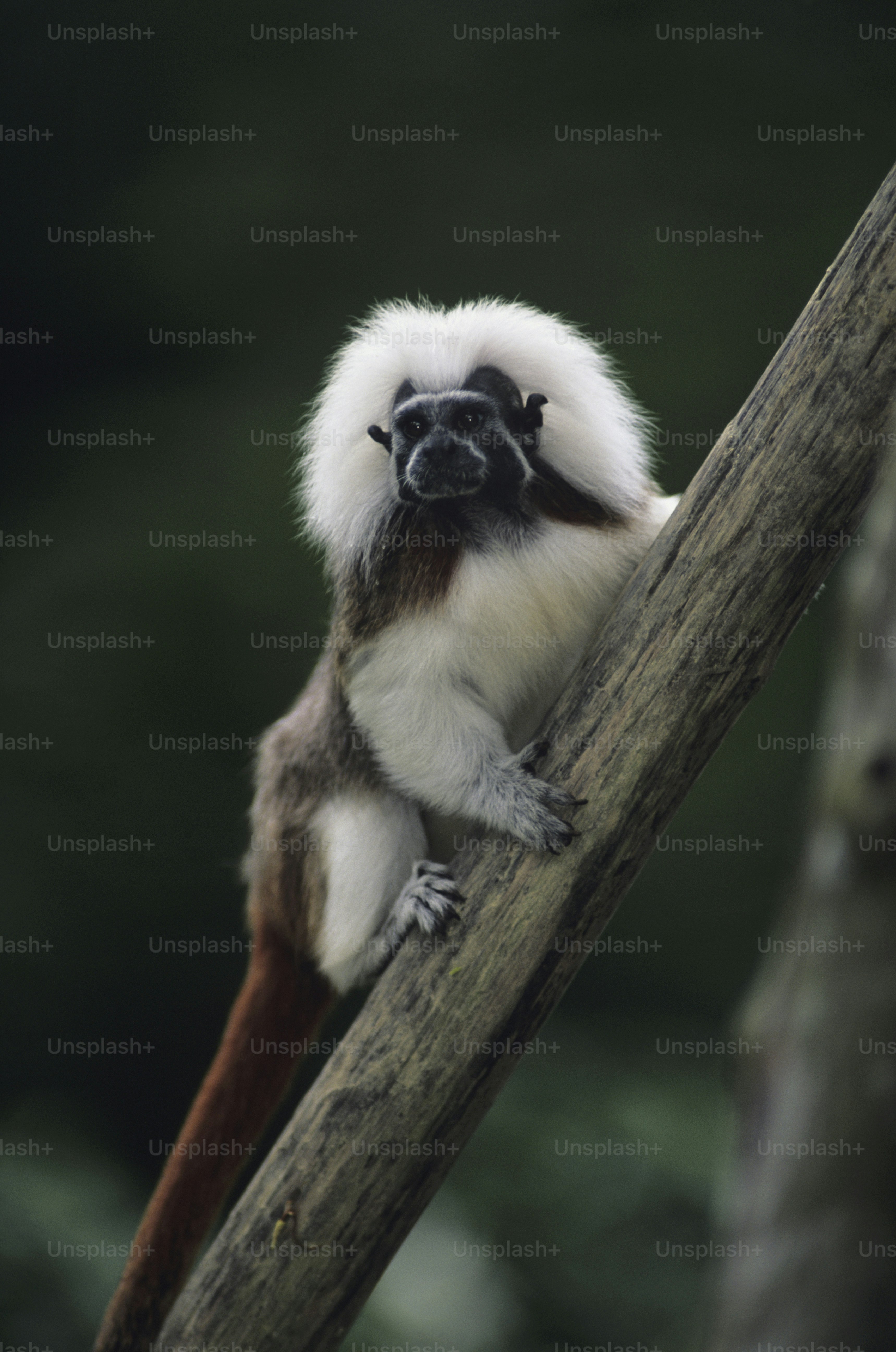 木の枝の上に座っている白と茶色の猿