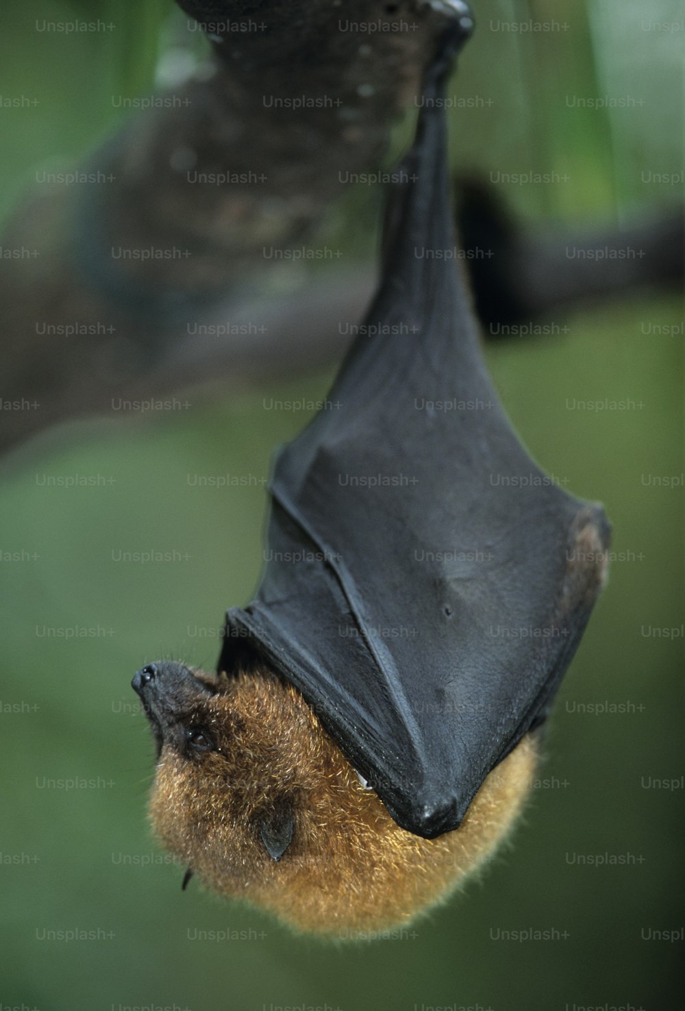 um morcego pendurado de cabeça para baixo em um galho de árvore