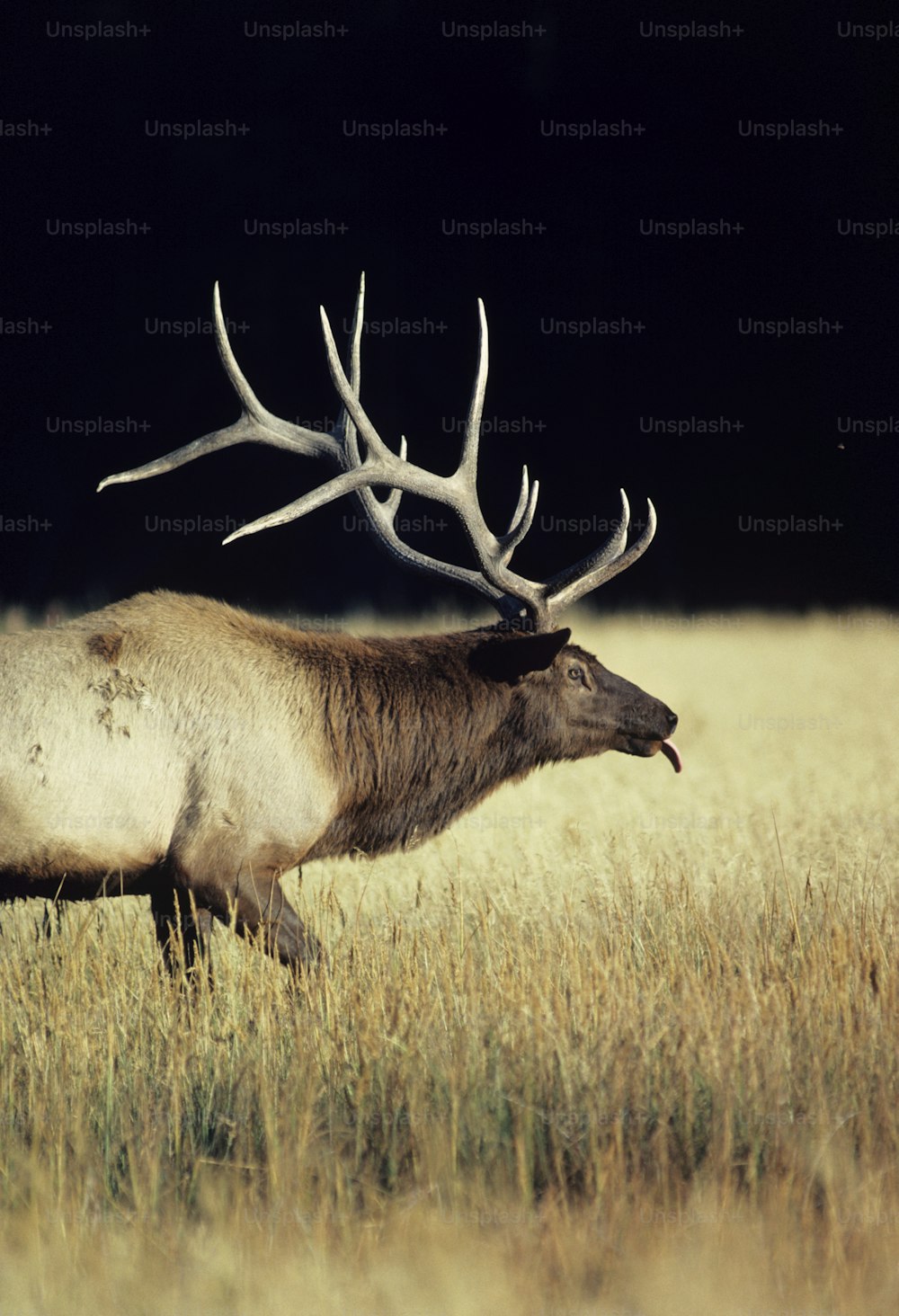 a large elk walking across a dry grass field