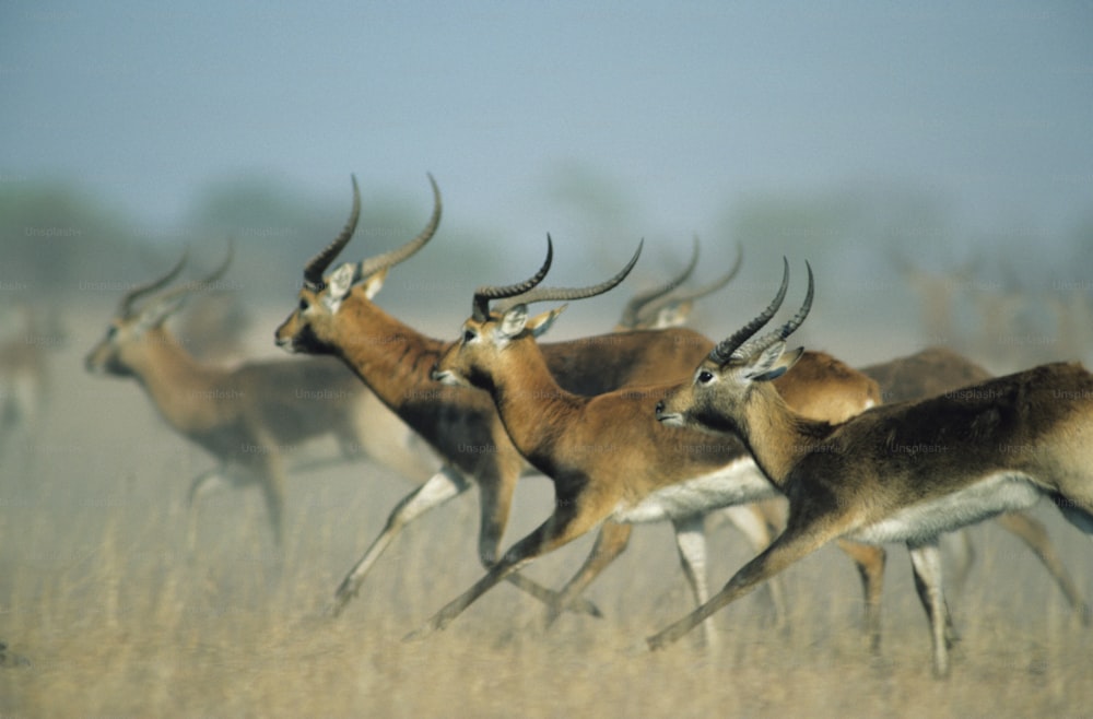 a herd of gazelle running across a dry grass field