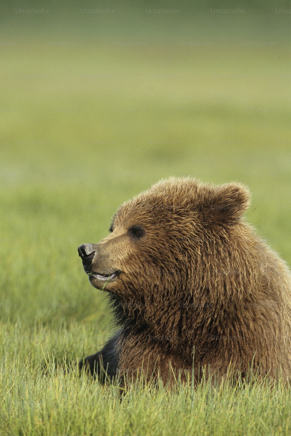 Un orso bruno seduto in un campo erboso
