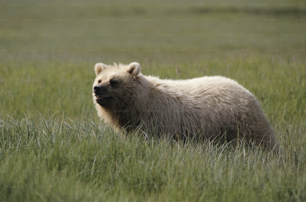 um urso que está de pé na grama