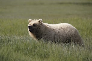 Un orso che sta in piedi nell'erba