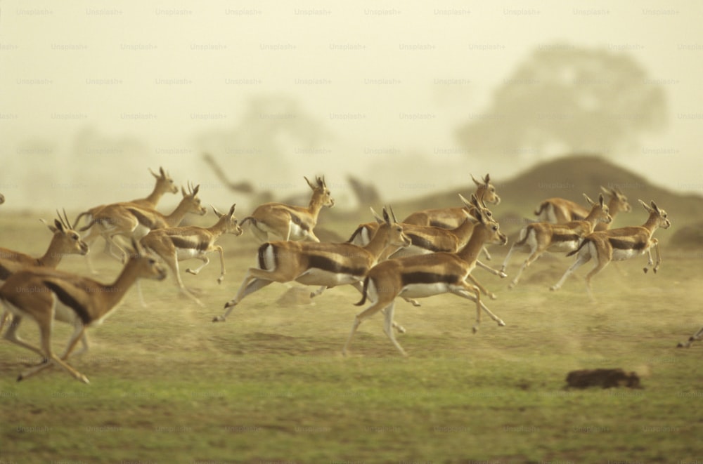 a herd of deer running across a grass covered field