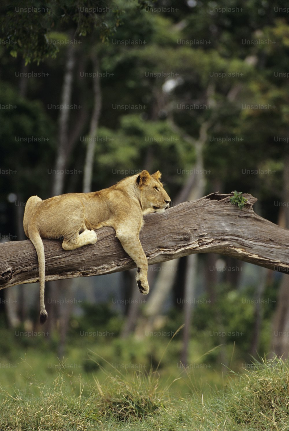 un leone che giace sulla cima di un ramo d'albero