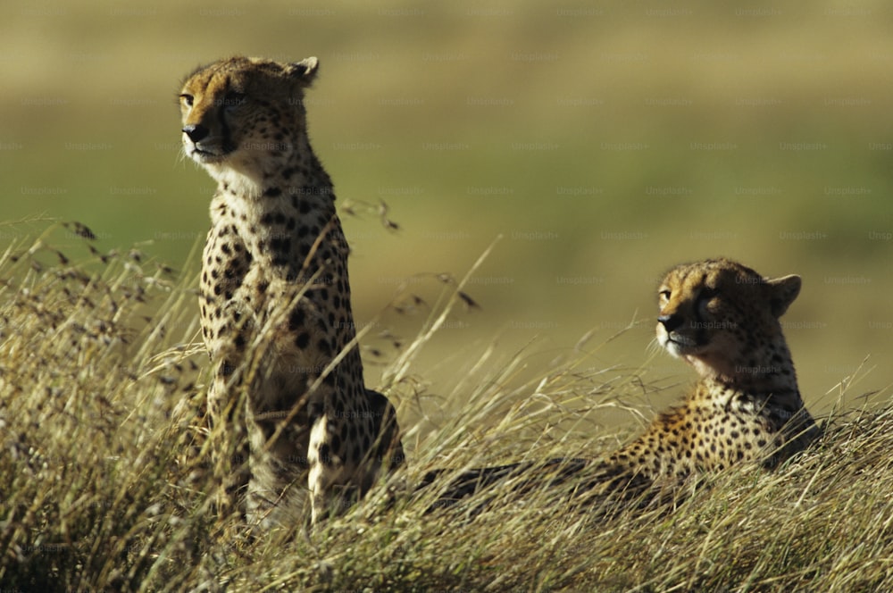 a couple of cheetah sitting on top of a grass covered field
