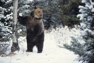 um urso marrom ao lado de uma árvore na neve
