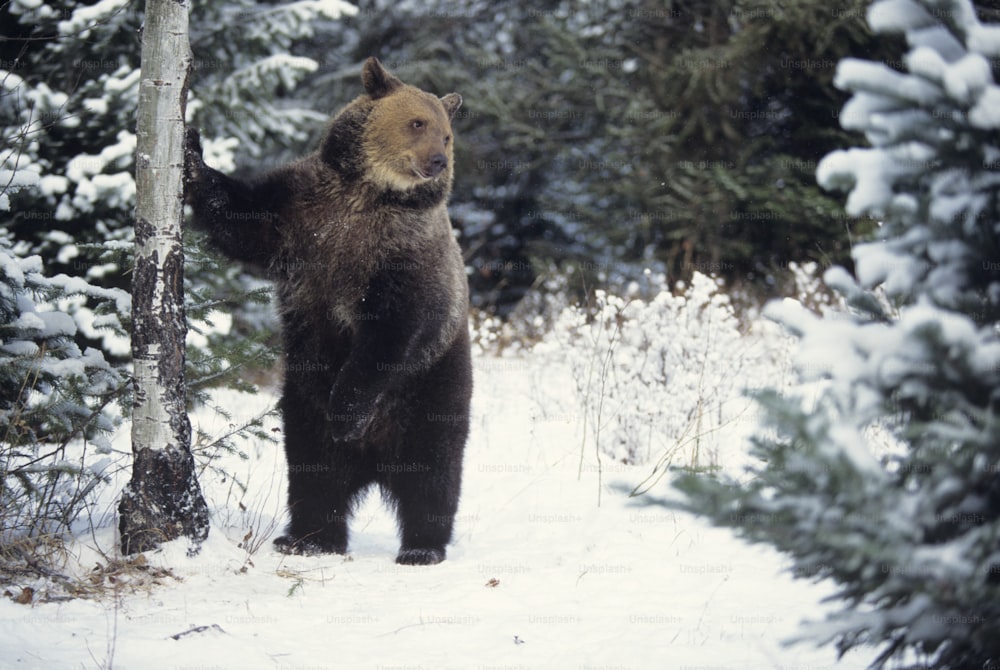 a brown bear standing next to a tree in the snow
