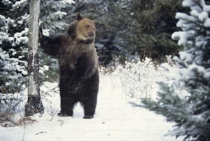 Un oso pardo de pie junto a un árbol en la nieve