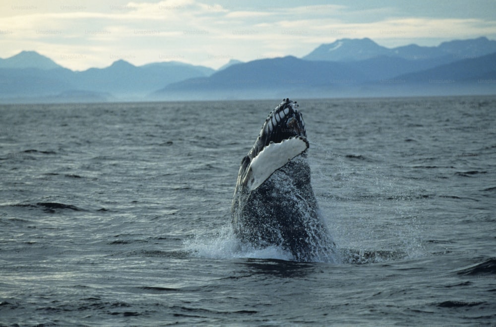 uma baleia jubarte saltando da água
