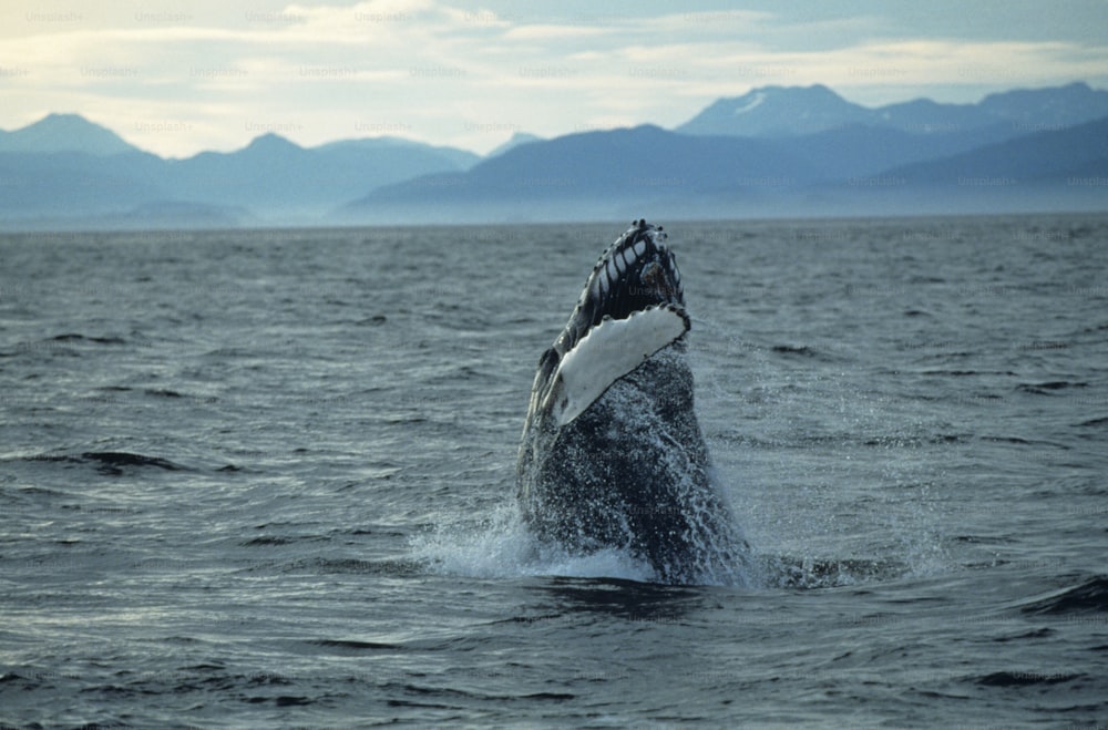 a humpback whale jumping out of the water