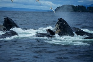 Eine Gruppe Buckelwale schwimmt im Ozean