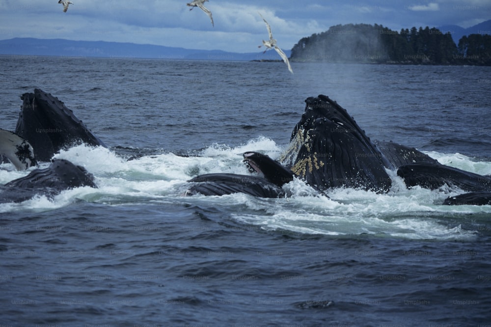 a group of humpback whales swimming in the ocean