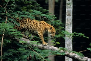 a leopard walking on a tree branch in a forest