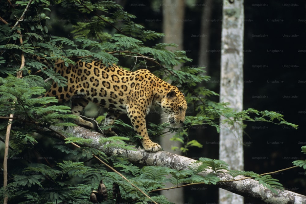 a leopard walking on a tree branch in a forest