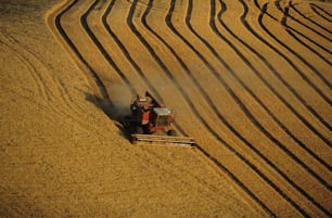 Ein Traktor fährt durch ein Getreidefeld