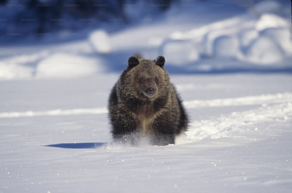 a large brown bear walking across a snow covered field