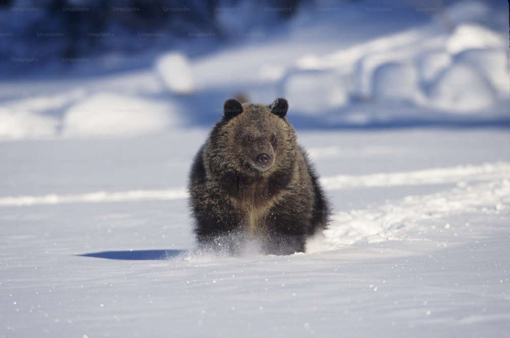 Un grande orso bruno che cammina attraverso un campo coperto di neve