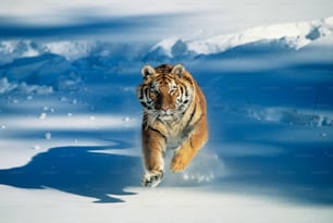 a tiger running through the snow in the wild