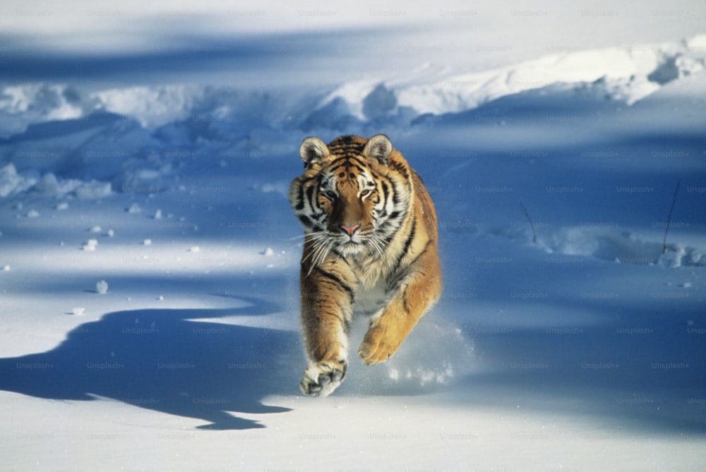 a tiger running through the snow in the wild