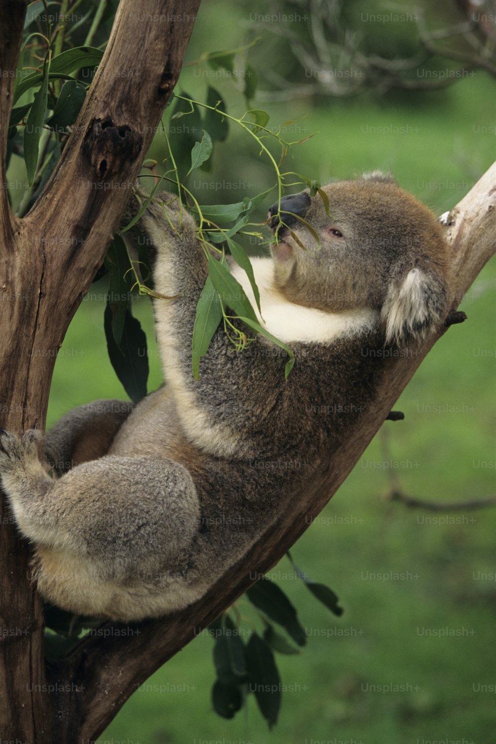 Un koala est assis dans un arbre en train de manger des feuilles