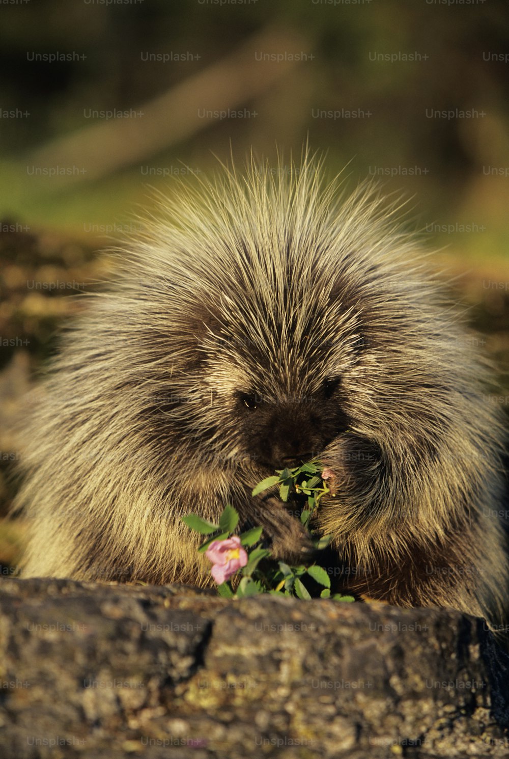 a porcupine eating a flower in a forest