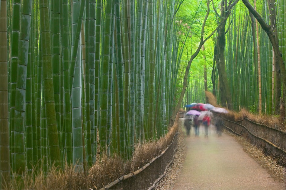 Foto Zum Thema Eine Gruppe Von Menschen Mit Regenschirmen Geht Durch Einen Bambuswald Bild Zu 