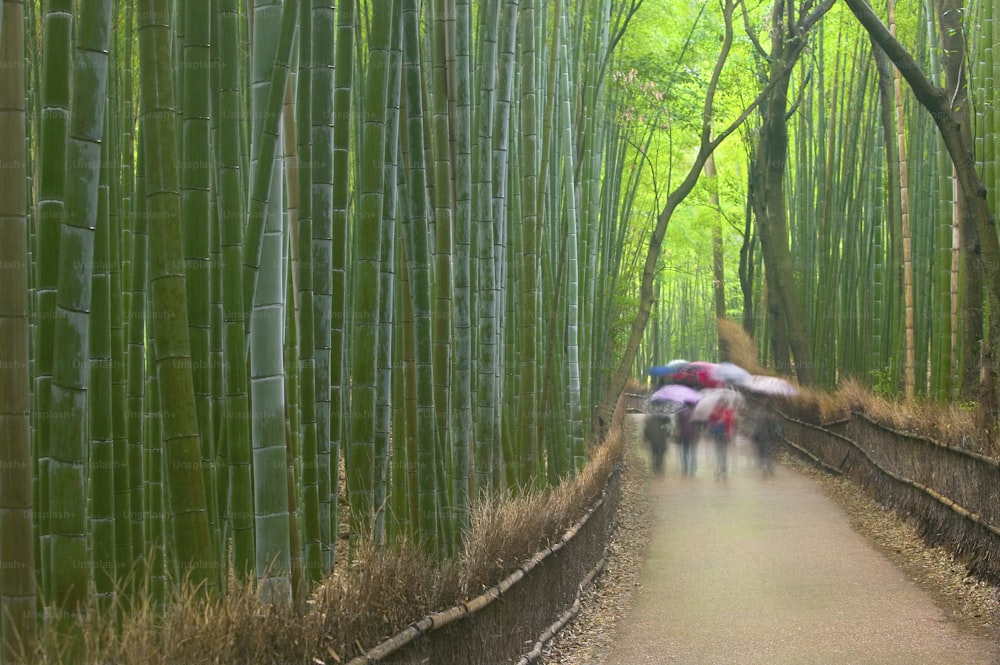우산을 든 사람들이 대나무 숲을 걷고 있다