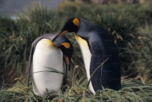 um par de pinguins de pé um ao lado do outro