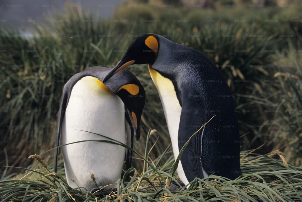 隣同士に立っているペンギンのカップル