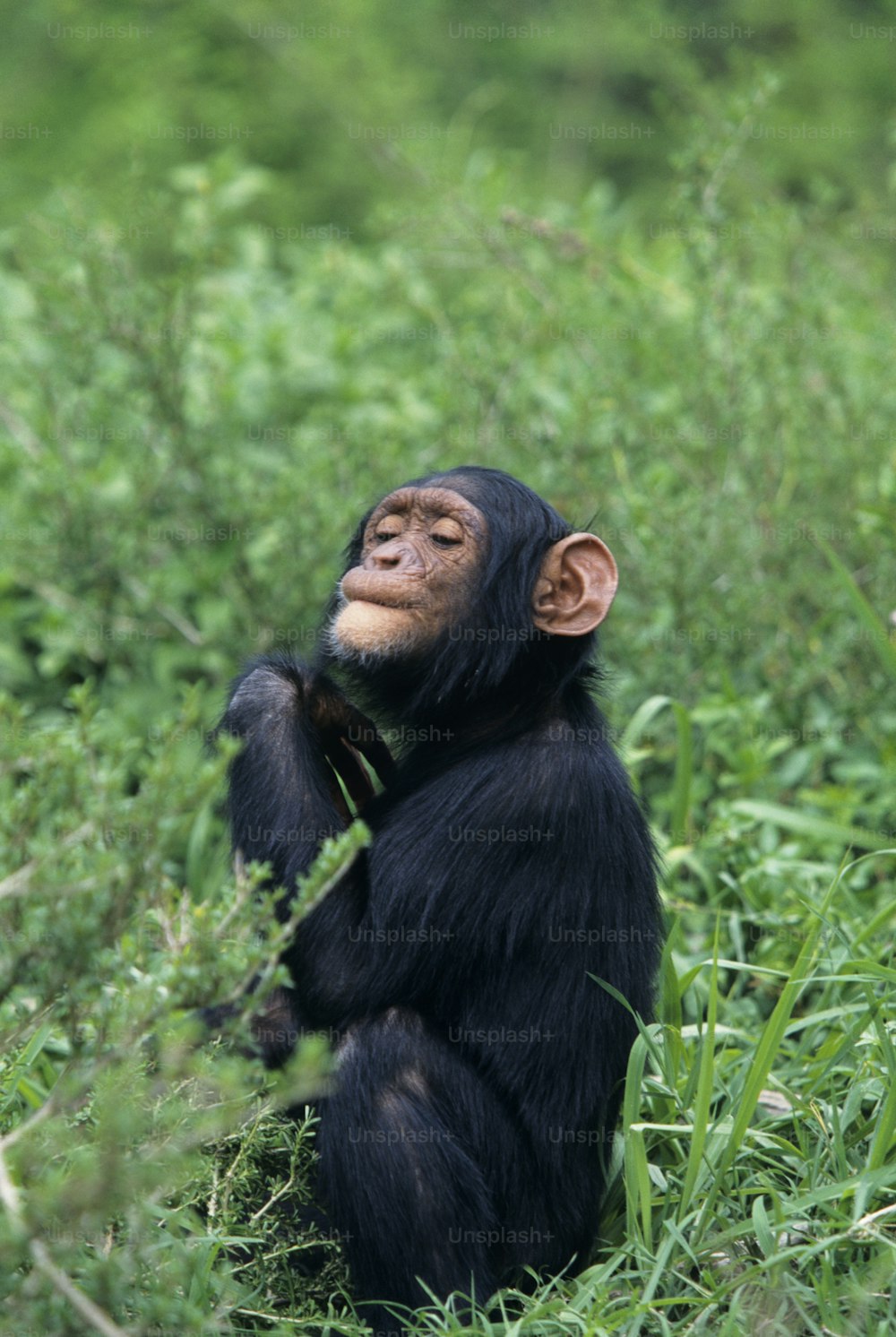 Ein Schimpanse, der auf einem Feld mit hohem Gras sitzt
