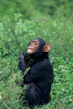 a chimpan sitting in a field of tall grass