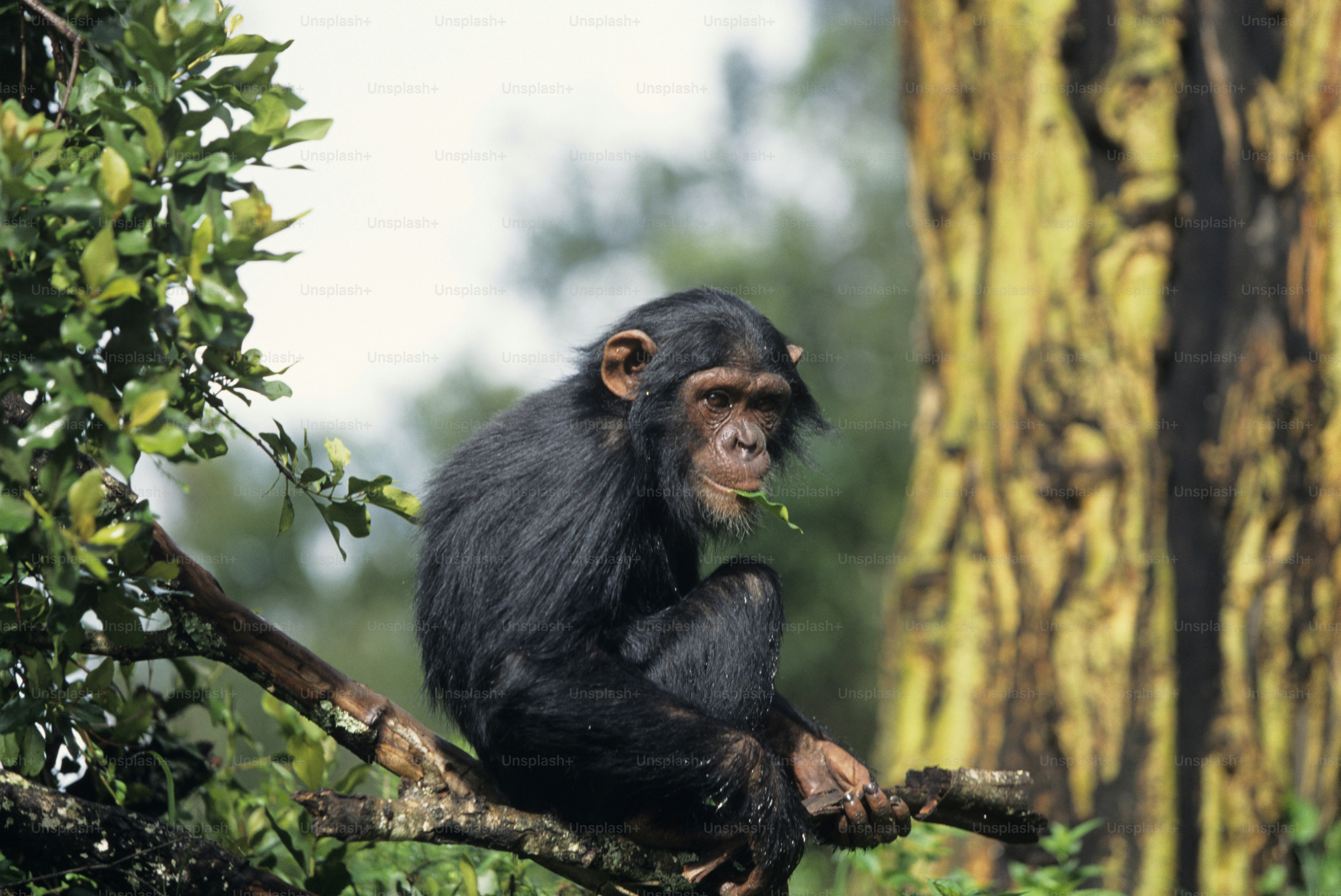 Chimpanzé curieux dans la forêt