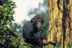Un pequeño mono sentado en la rama de un árbol