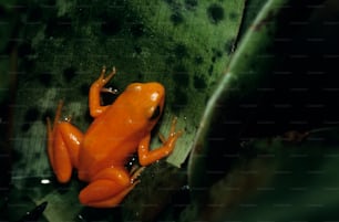 a small orange frog sitting on top of a leaf