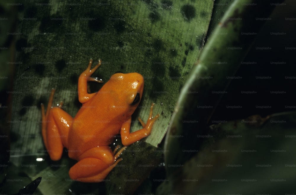 나뭇잎 위에 앉아 있는 작은 주황색 개구리