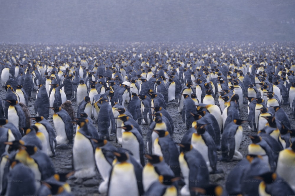 Un gran grupo de pingüinos están de pie juntos