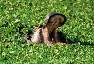 a hippopotamus poking its head out of the grass