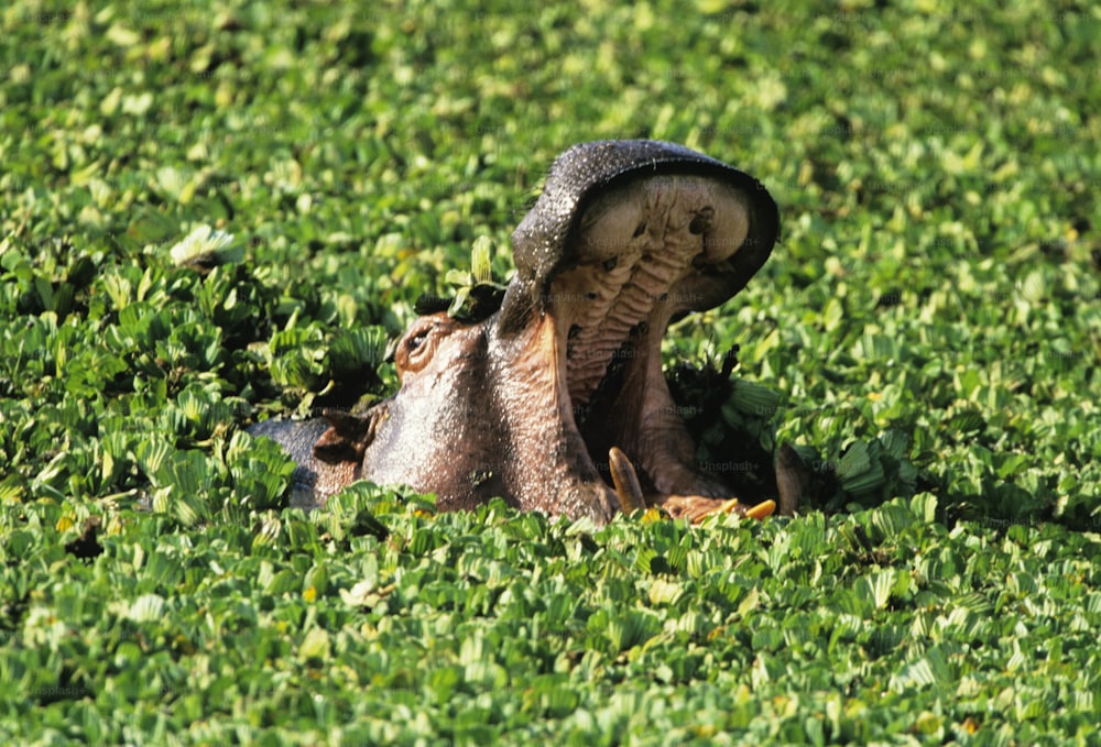 a hippopotamus poking its head out of the grass