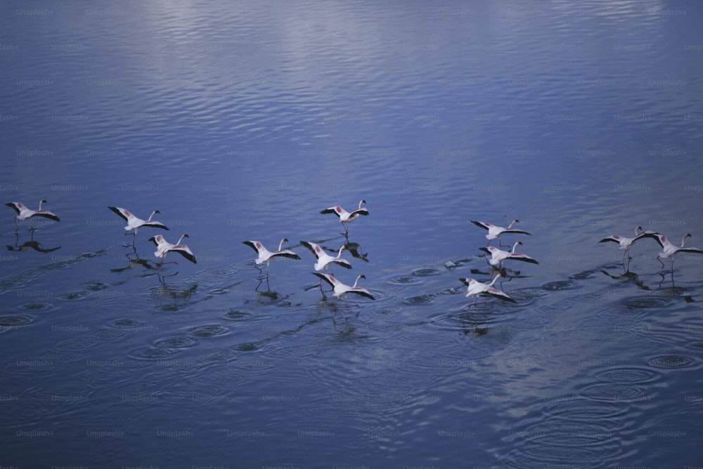 ein Vogelschwarm, der auf einem Gewässer schwimmt