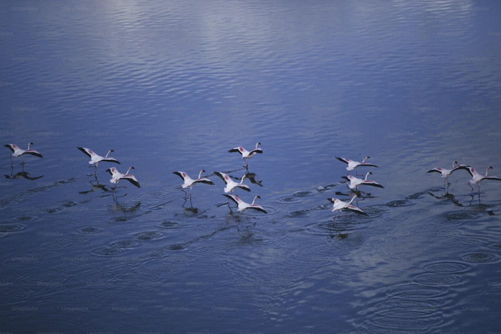 水域の上に浮かぶ鳥の群れ
