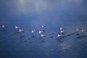 a flock of birds floating on top of a body of water